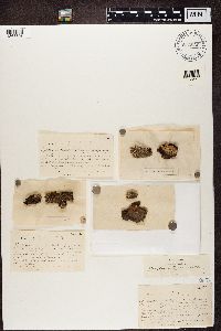 Hypocenomyce scalaris image