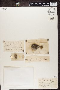 Thumbnail image of current specimen