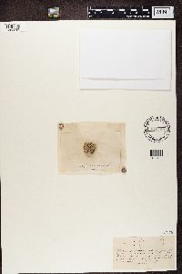 Media resource of Biatora albocaerulescens