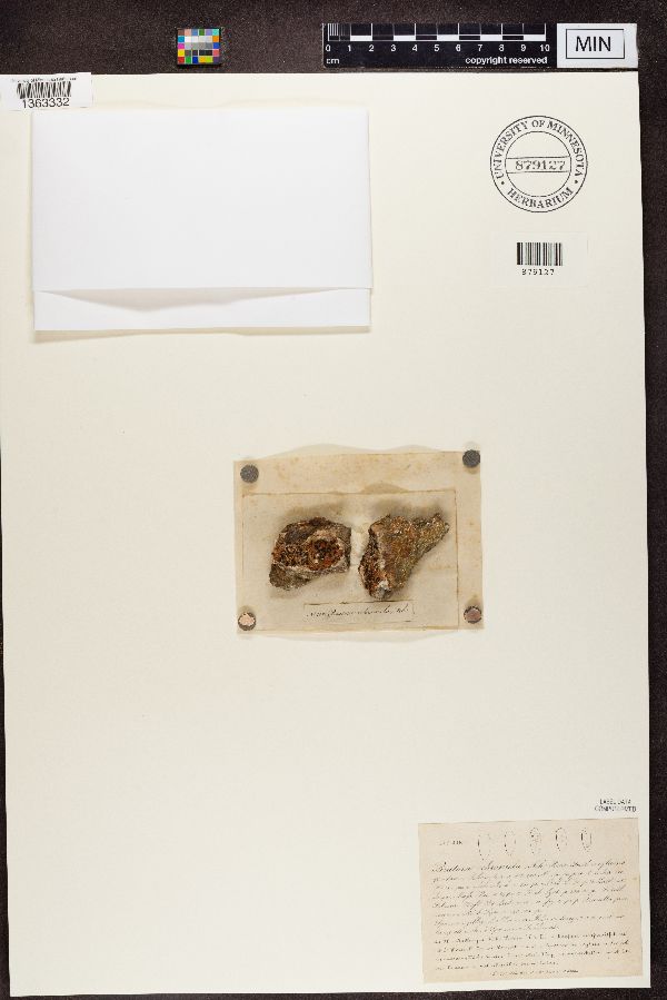 Biatora ochromela image