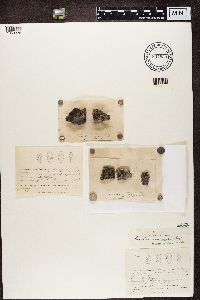 Porpidia crustulata image