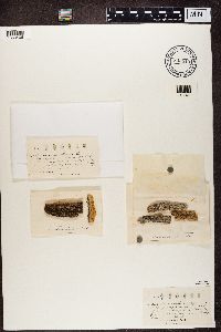 Calicium trabinellum image