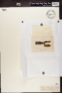 Calicium trabinellum image