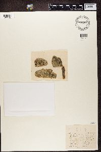 Arthonia atra image