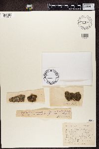 Opegrapha vulgata image