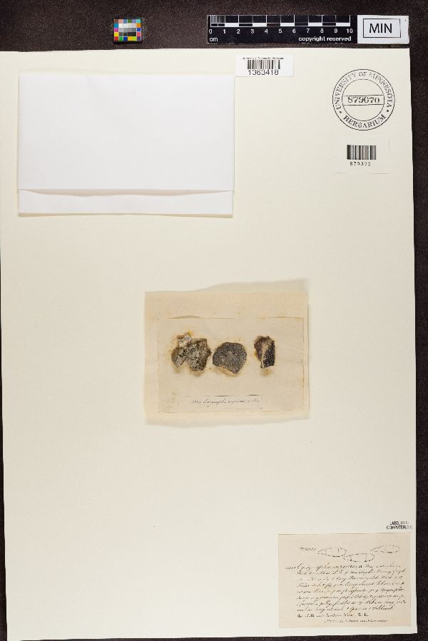 Opegrapha rupestris image