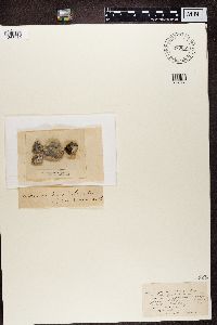 Opegrapha rupestris image