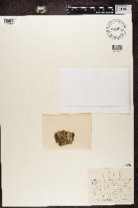 Arthonia radiata image