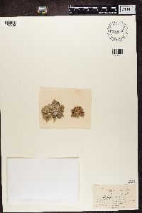 Roccella phycopsis image