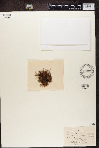 Cetraria aculeata image