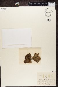 Nephroma resupinatum image