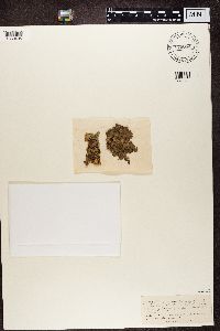 Nephroma resupinatum image