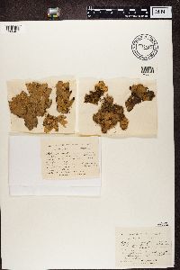Peltigera membranacea image