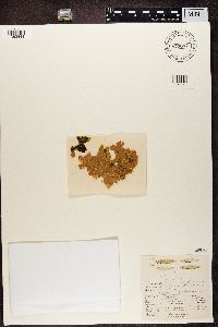 Pseudocyphellaria aurata image