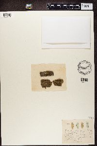 Phaeophyscia orbicularis image