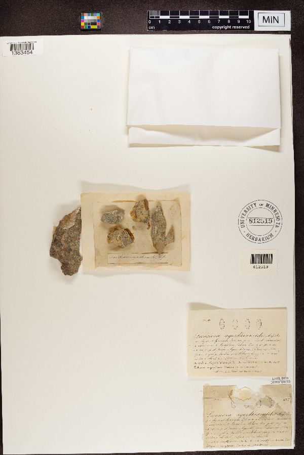 Lecanora agardhianoides image