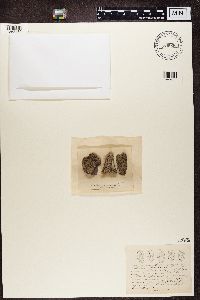 Aspicilia cinerea image