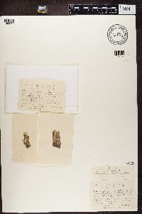 Media resource of Huneckia pollinii