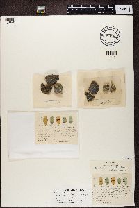 Rinodina bischoffii image