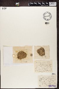 Thumbnail image of current specimen