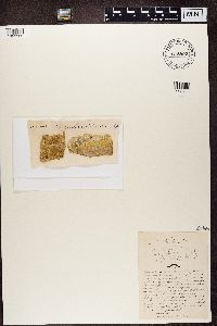 Naetrocymbe punctiformis image