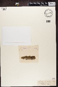 Naetrocymbe punctiformis image