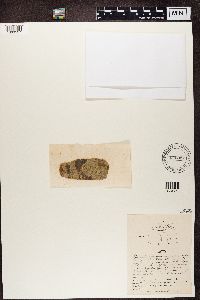 Naetrocymbe punctiformis image