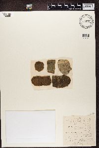 Naetrocymbe punctiformis image