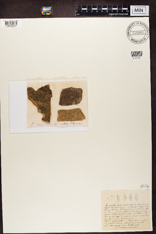Pyrenula fusiformis image