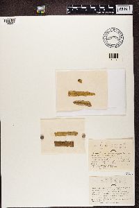 Pyrenula coryli image