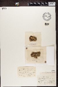 Pyrenula glabrata image