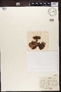 Normandina pulchella image