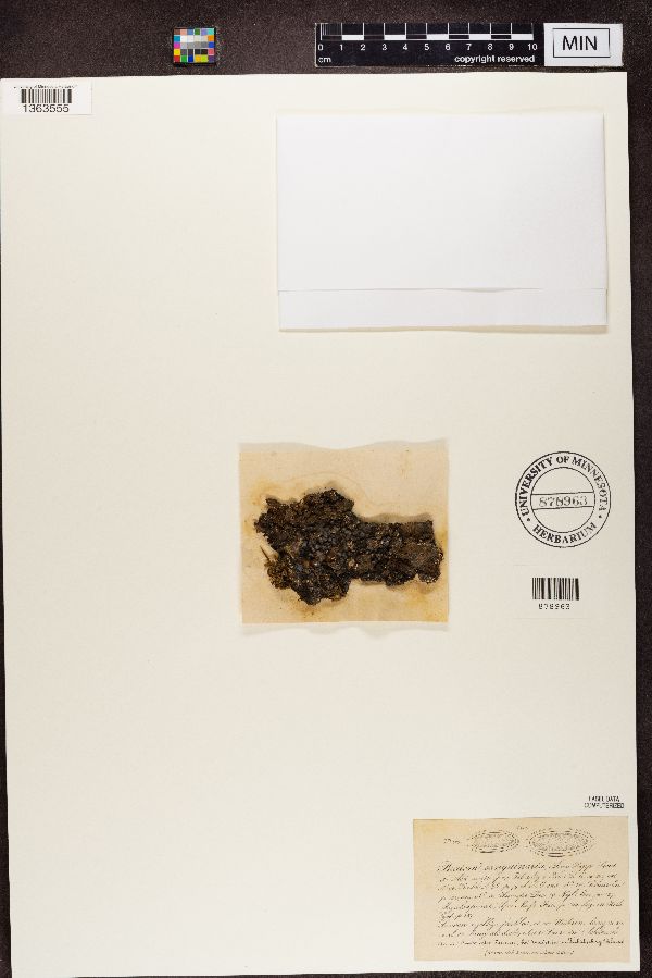Biatora sanguinaria image