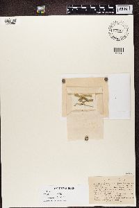 Psilolechia lucida image