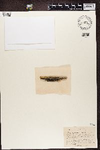 Trapeliopsis flexuosa image