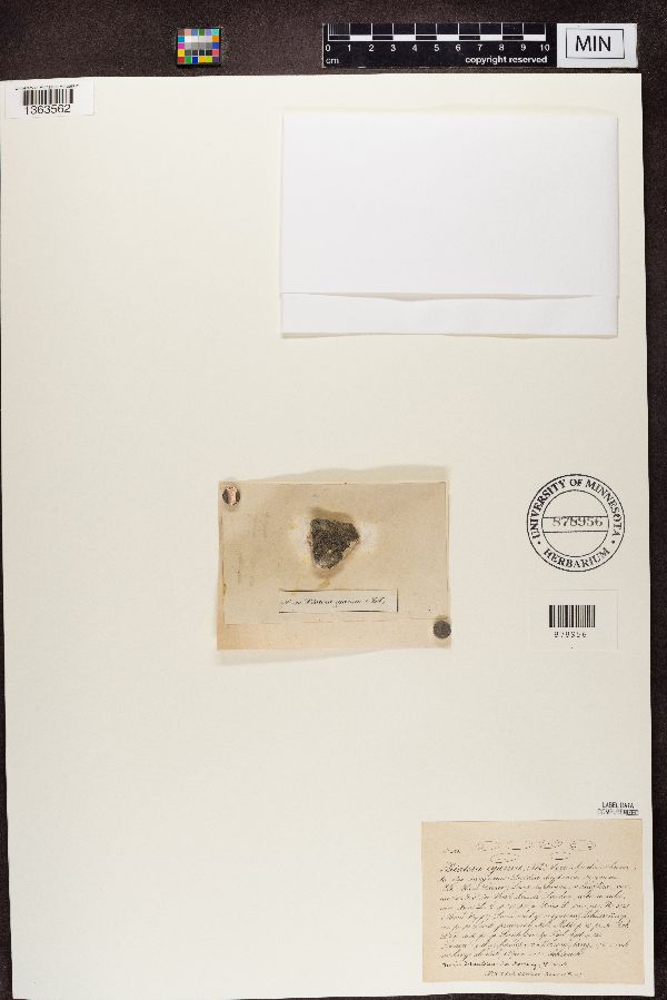 Lecidea lactea image