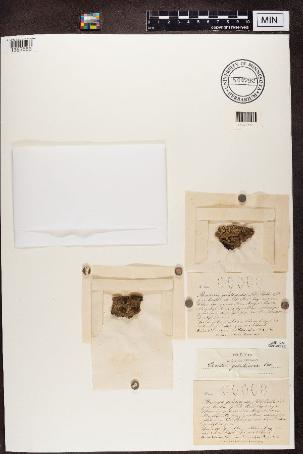 Trapeliopsis gelatinosa image