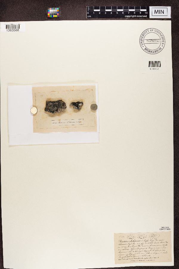 Psorotichia schaereri image