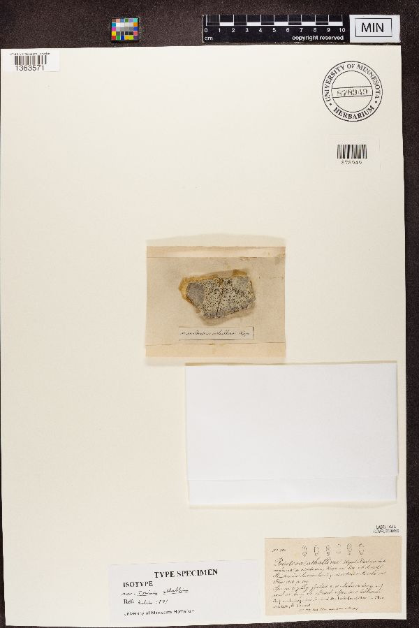 Biatora athallina image