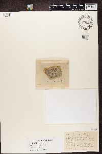 Media resource of Biatora athallina