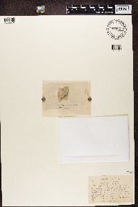 Media resource of Biatora arnoldii