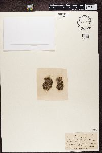 Lecanactis abietina image
