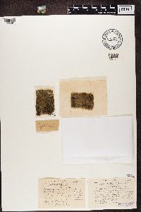 Bacidia rosella image