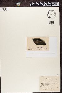 Micarea misella image