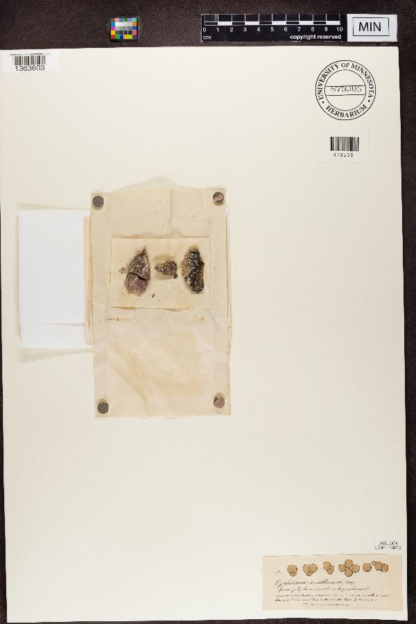 Cyphelium corallinum image