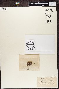 Image of Enterographa hutchinsiae