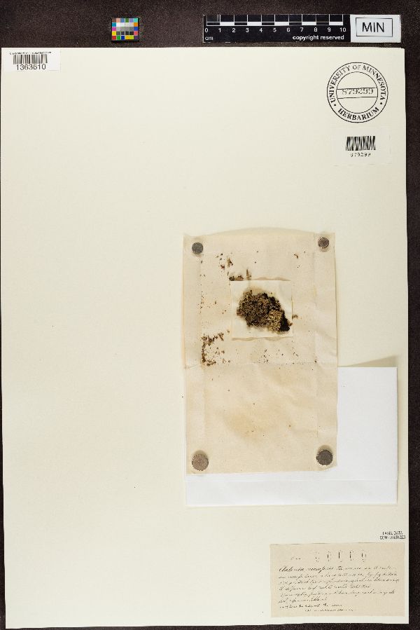 Cladonia incrassata image