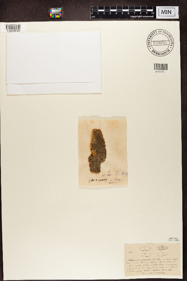 Arthonia vinosa image