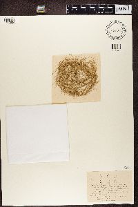 Usnea longissima image