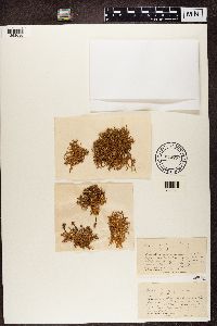 Ramalina pollinaria image